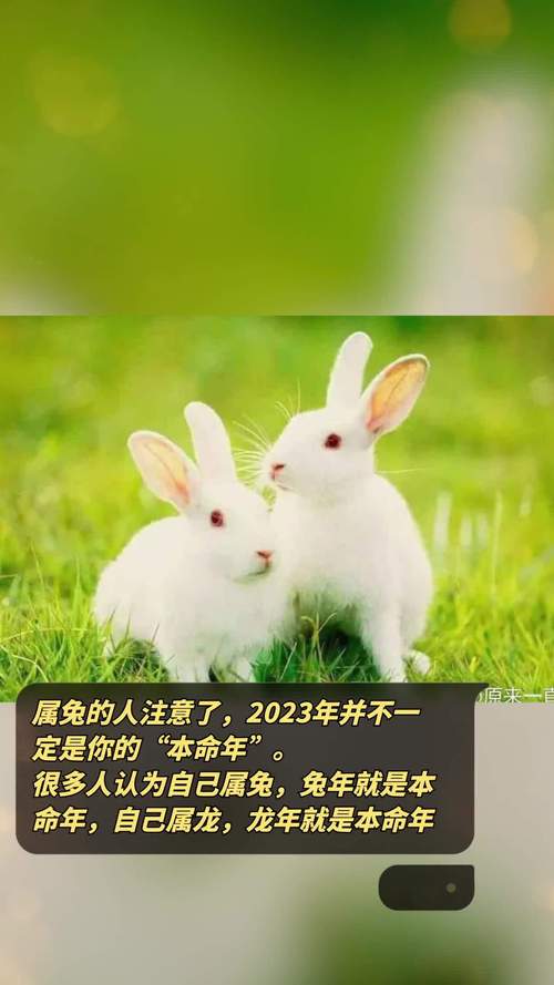 属兔人其实并不是怀旧的主