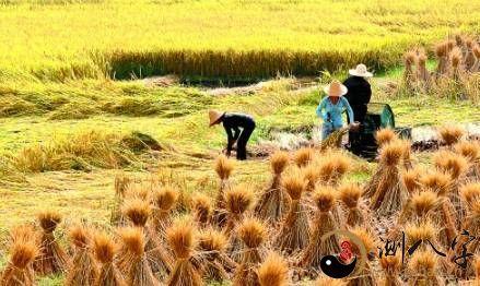 梦见稻谷被雨淋了有什么预示