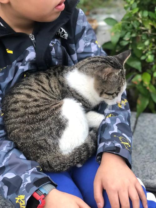 梦到亲人杀猫是什么意思