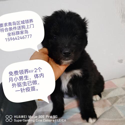 小狗自己上门的好不好