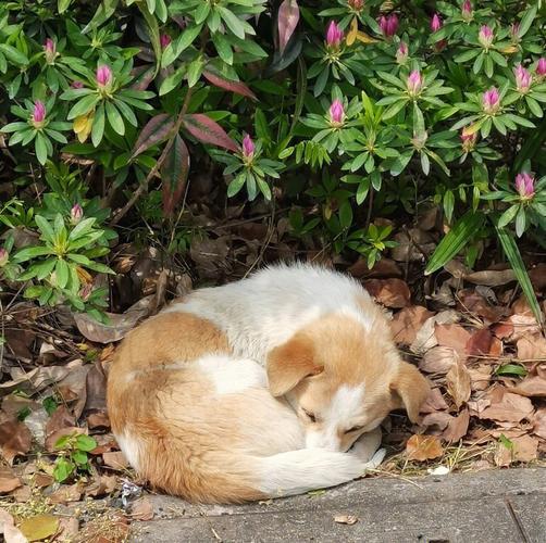 梦见驱逐狗 梦见驱赶流浪狗