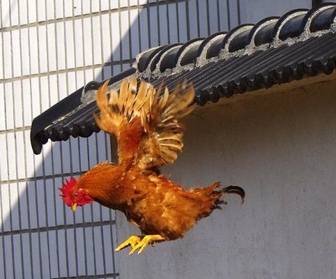 梦见鸡飞了