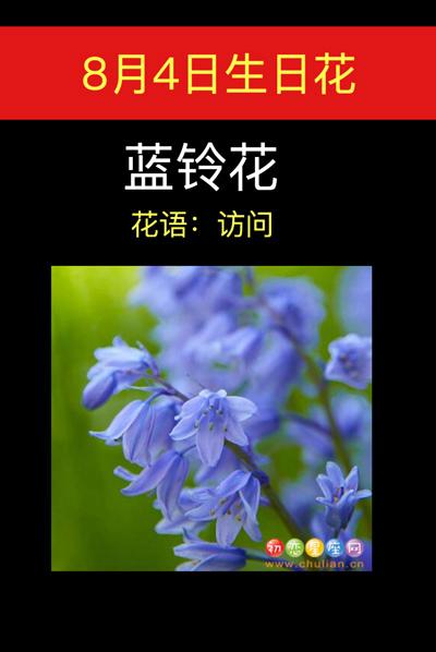 8月4日花语:蓝铃花,生日花语访问