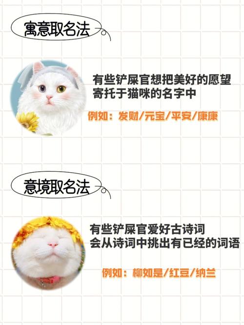 好听的猫的名字