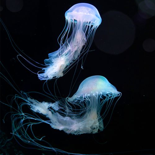 梦见用海水养水母