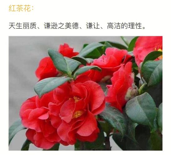 花语大全:金茶花的花语是什么?