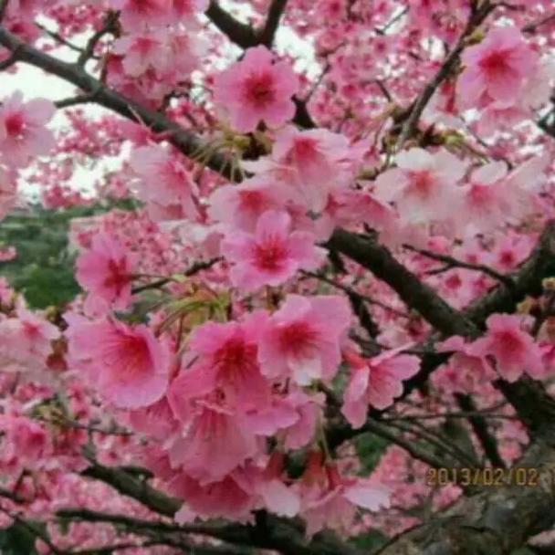 12生肖的春分桃花运势分析
