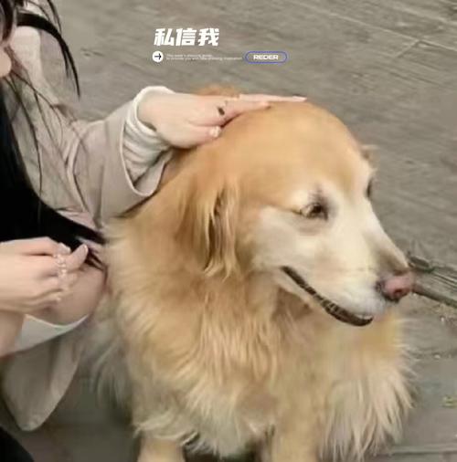 属狗女对另一半失望的瞬间