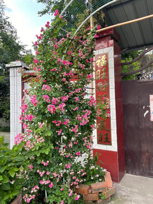 大门口两边种什么花好