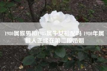 1980属猴最佳结婚年龄是什么时候