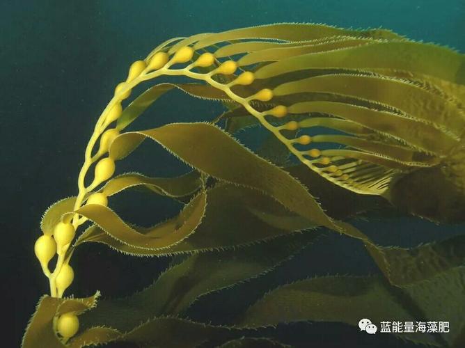 梦见海藻