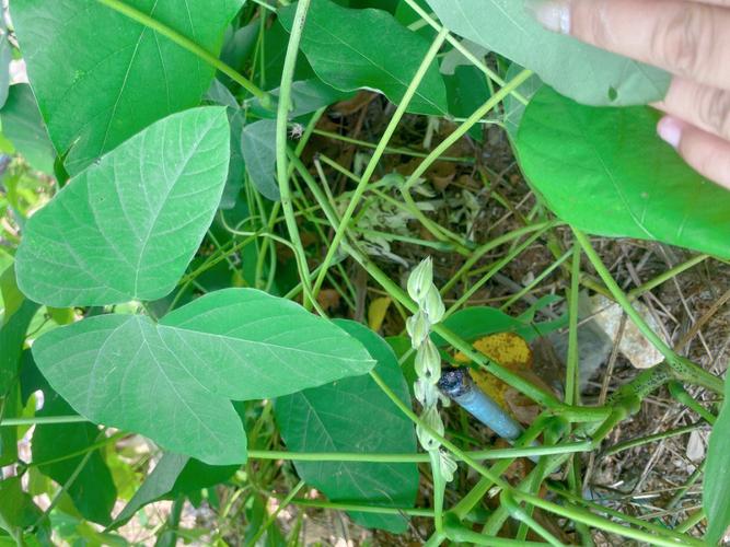 梦见摘豆角