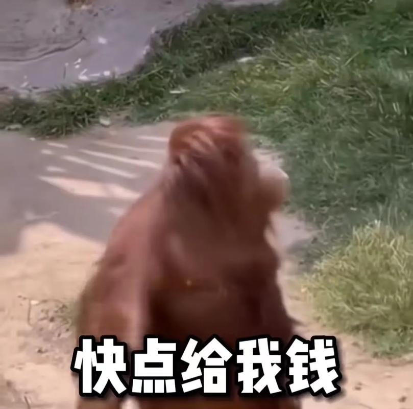 梦见老公变成猩猩