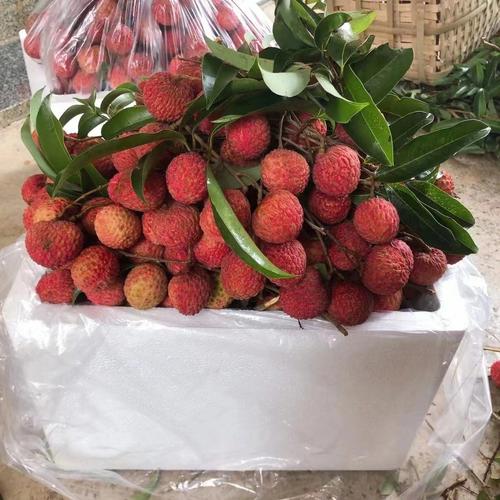 梦见偷荔枝
