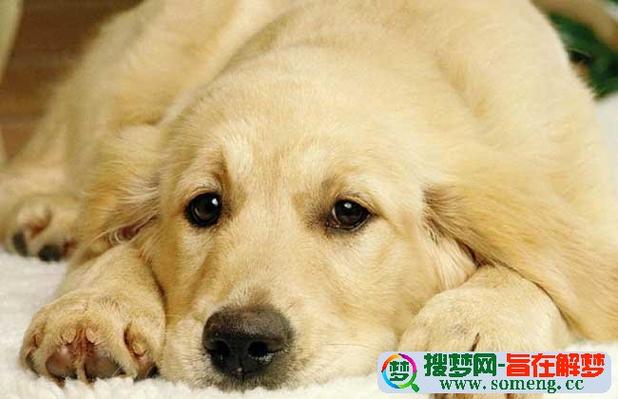 梦见狗在叫是什么意思