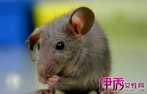 这些生肖都是害羞鬼