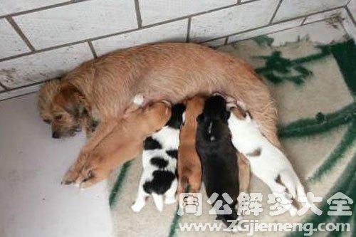 梦见把狗带回家