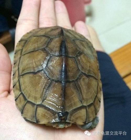梦见大石龟 周公解梦之梦到大石龟