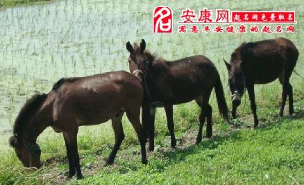女人梦见黑色骡子有什么征兆