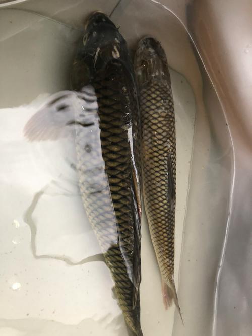 梦见很多大活鱼是什么意思
