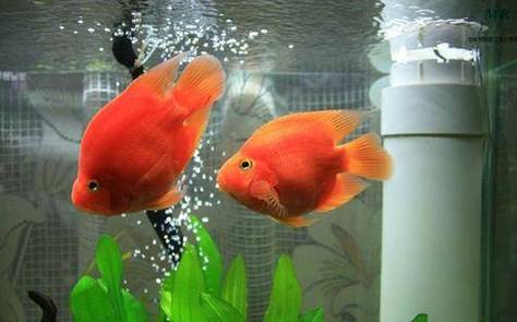 养缸开运风水鱼窍门