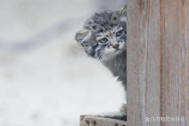 2021年生牛备孕表