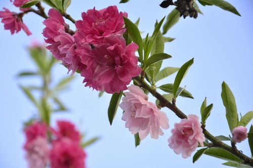 5月开始桃花盛开
