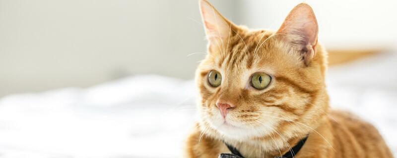 梦见小腿被猫咬出血