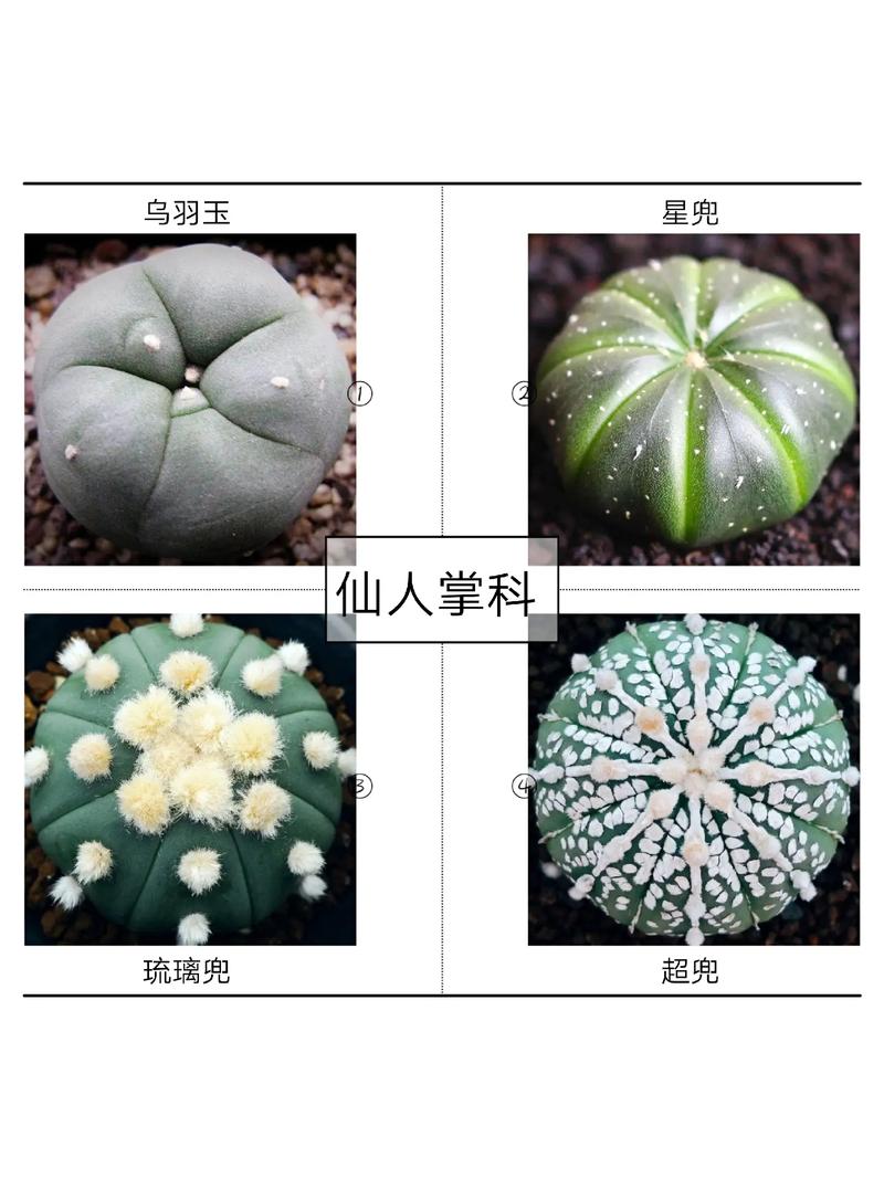 教你家庭养花的品种搭配