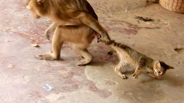 梦见猴子和猫嬉戏