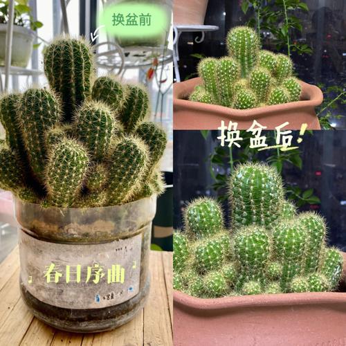仙人球有什么作用?阳台什么位置放仙人球能开运?