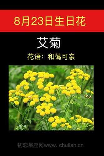 8月23日花语:艾菊,生日花语和蔼可亲