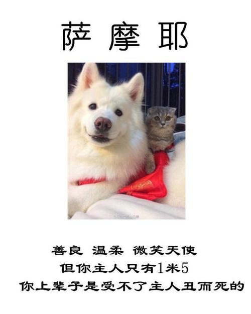 测验一下:您上辈子是哪种动物