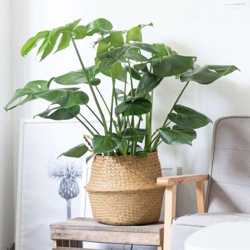 卧室阳台放什么植物好