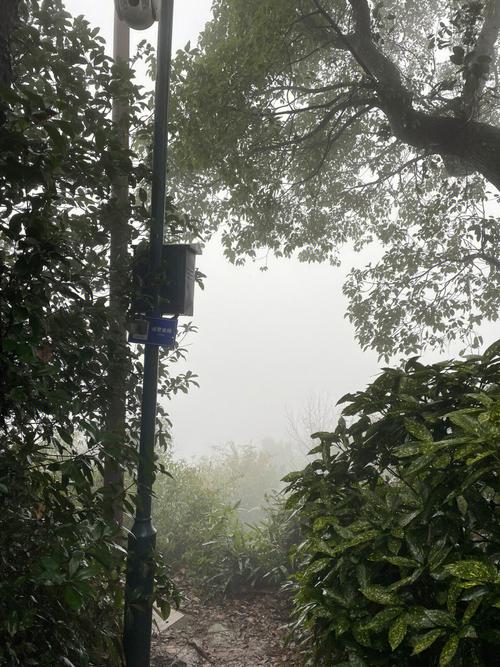 梦见下雨和朋友一起爬山是好梦吗?