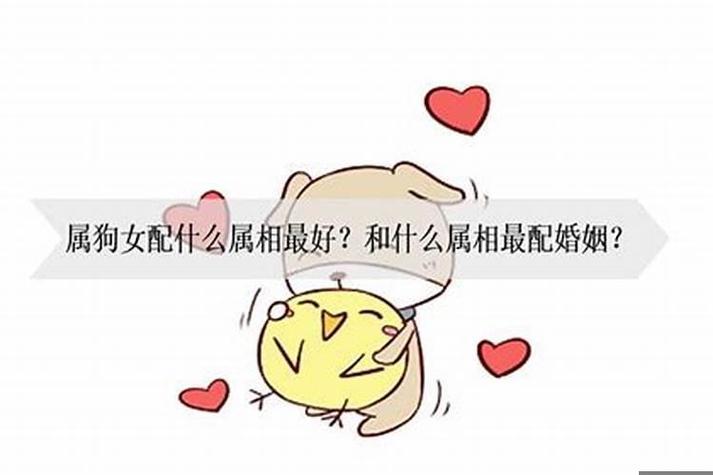 属狗女人对感情的态度怎样