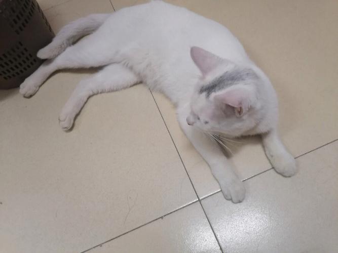 猫不请自来兆头好吗