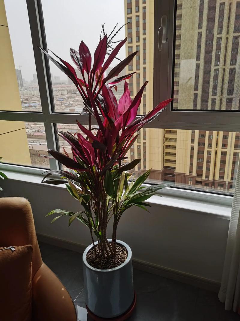 各种植物的花语:苏铁花语的寓意
