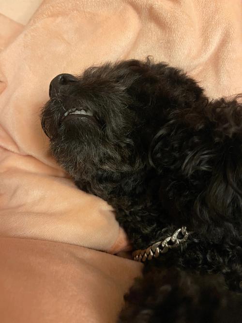梦见好多黑色的狗是什么意思