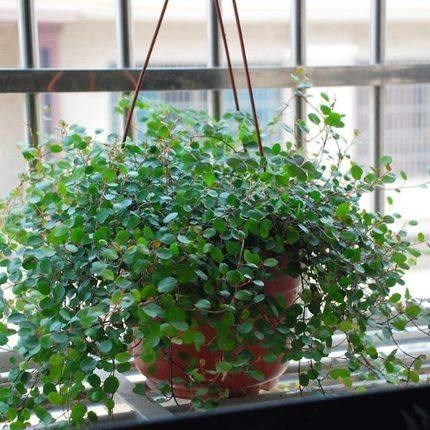 植物花语 吊兰冬天怎么养