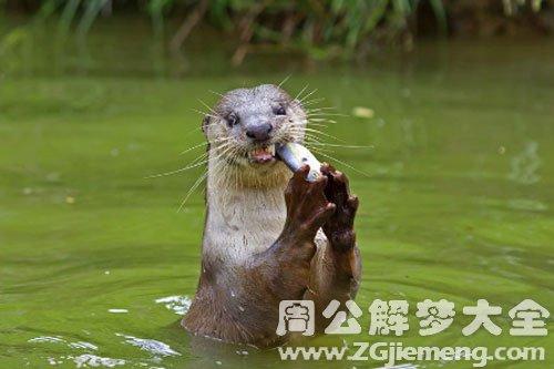 梦见水獭进屋了