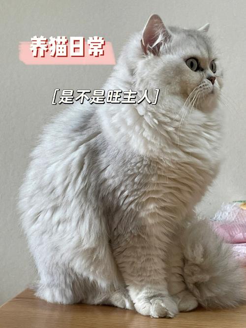 黑狗白胸膛不死主人旺是什么意思