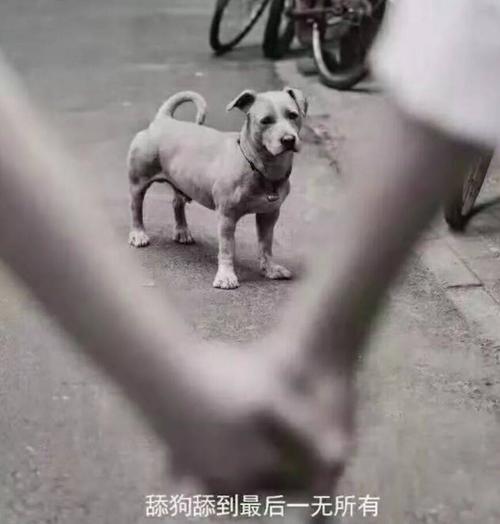 舔狗舔到最后一无所有!这3大星座在爱情里总是全身心去爱,不留退路