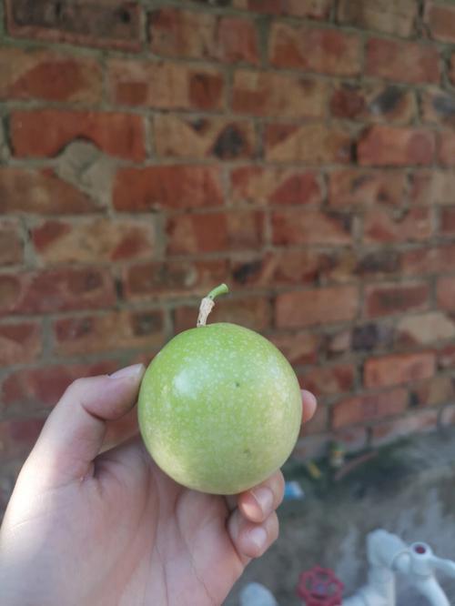 梦见梦见刚摘下来的百香果