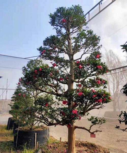 梦见茶花树开 周公解梦之梦到茶花树开