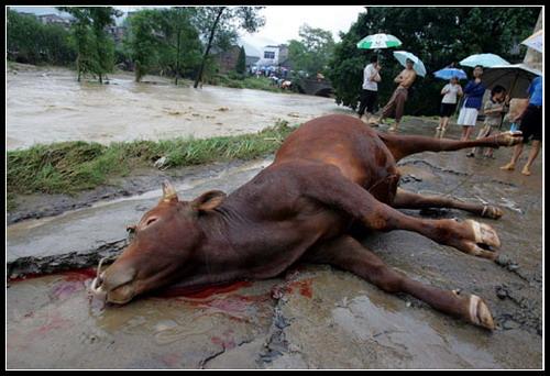 梦见牛被水淹死
