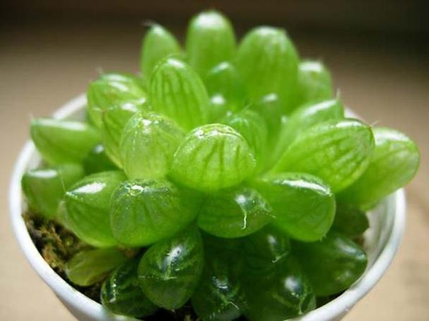 1986属虎炉中火命适合养什么植物,适合养鱼吗