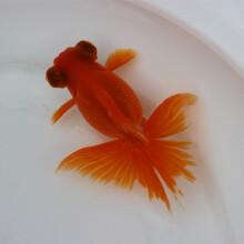 在家中养风水鱼最好是养几尾