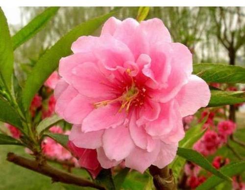 4月桃花旺盛的生肖