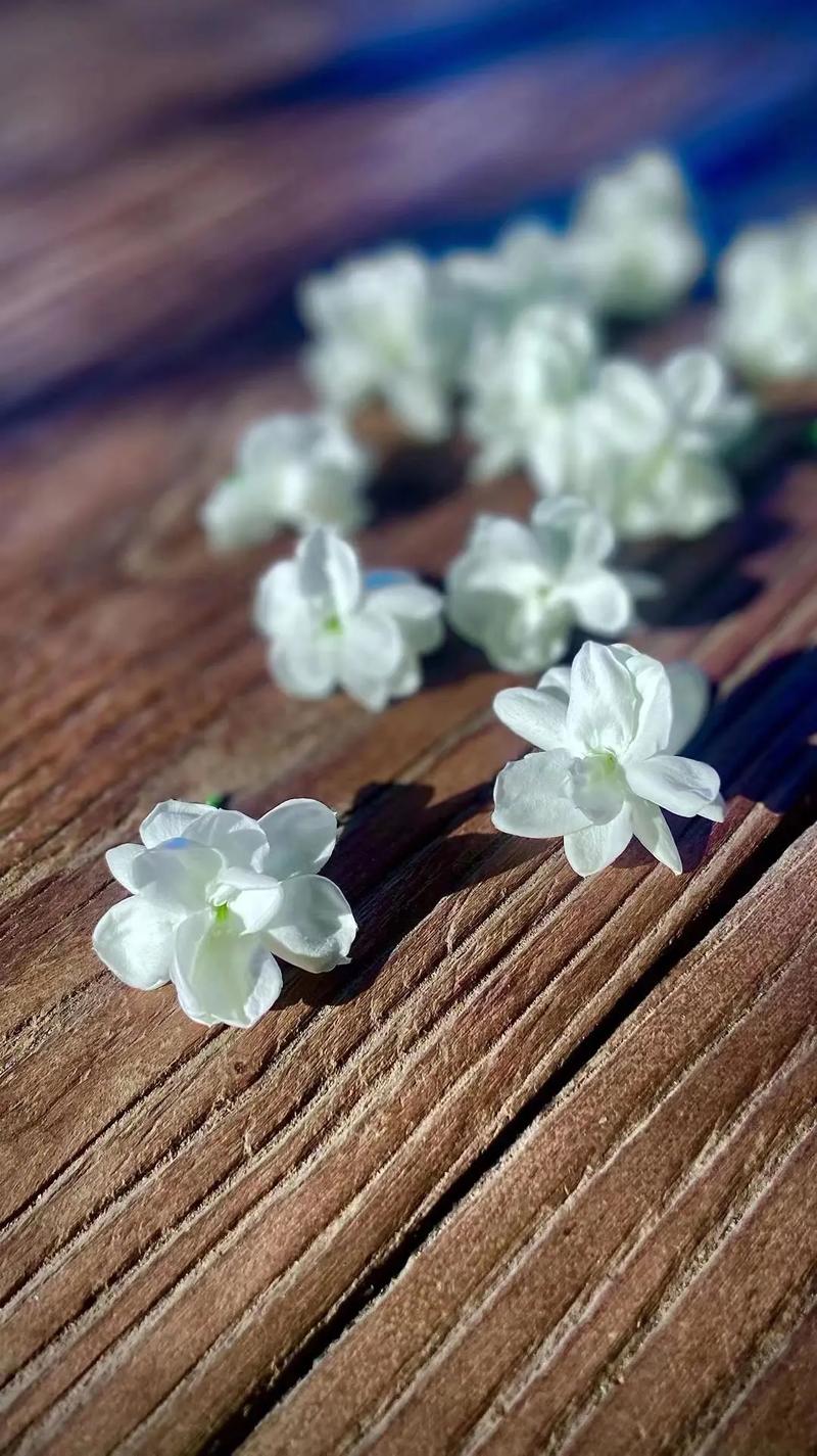梦见花朵 鲜花是什么意思